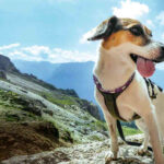 KURIER-Freizeit: Wandern auf 4 Pfoten