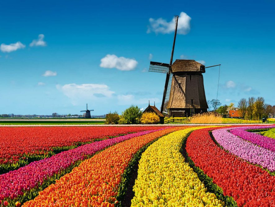 KURIER Freizeit: Holland im Tulpenrausch